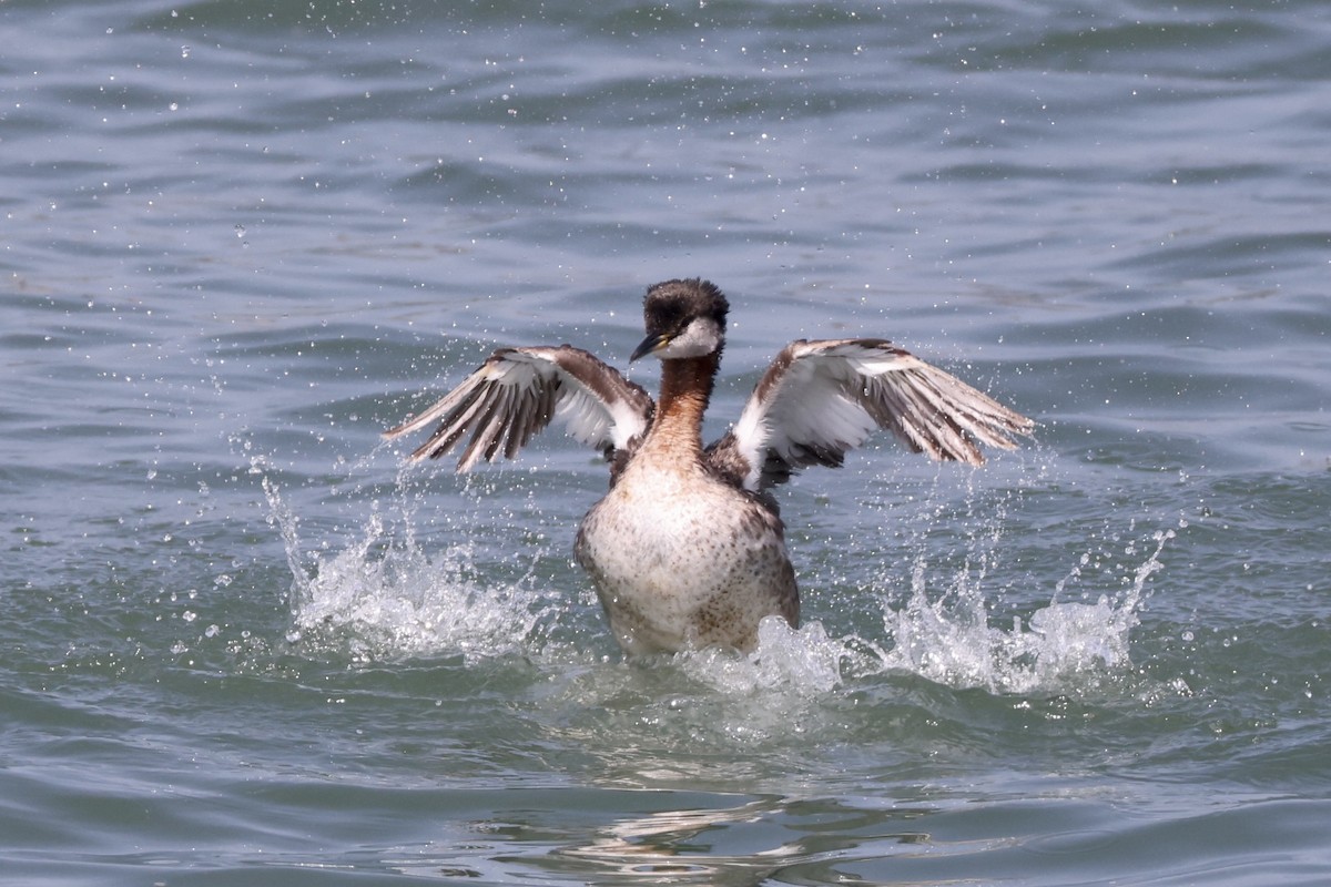 Red-necked Grebe - Alice Church