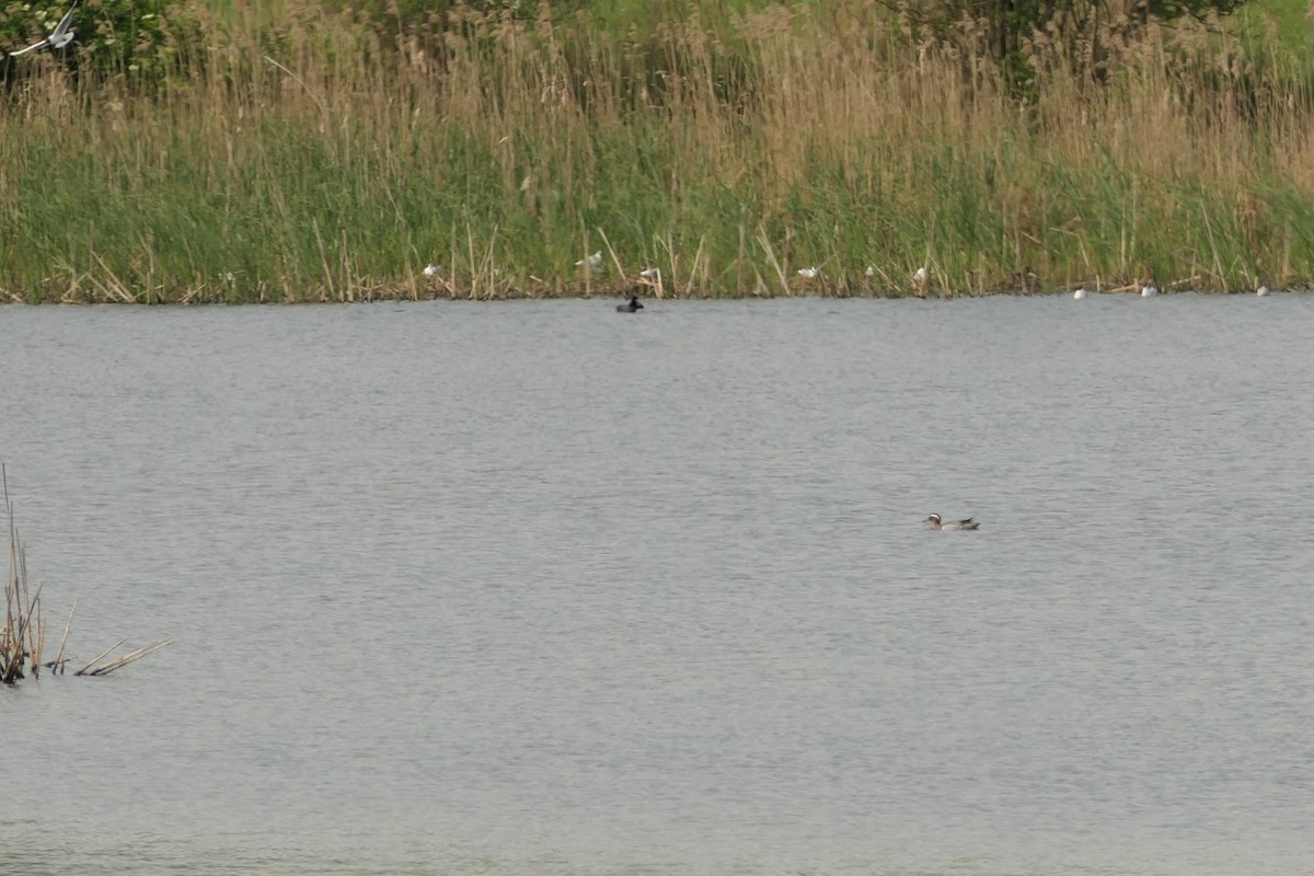 Garganey - Krzysztof Dudzik-Górnicki