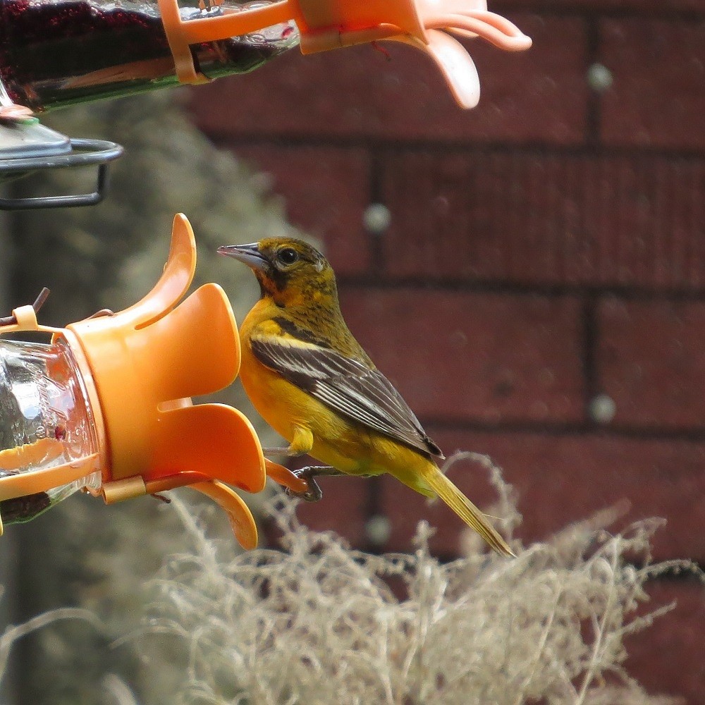 Baltimore Oriole - Walter Fisher