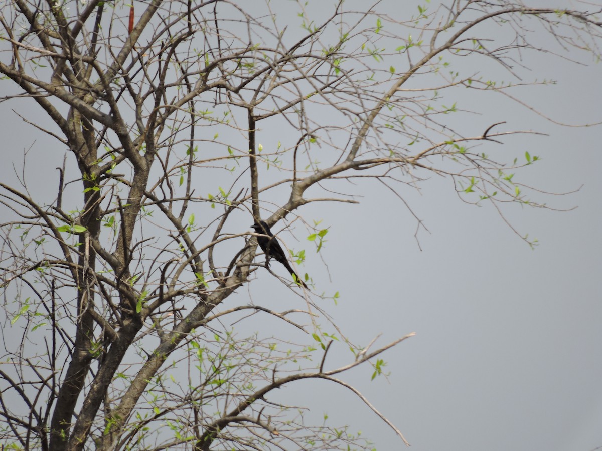 Black Drongo - Suzhal Arivom (Group Account)