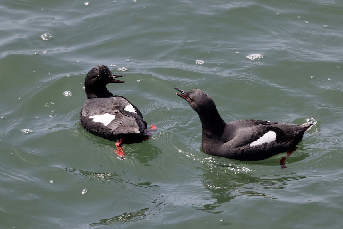 Pigeon Guillemot - Alice Church