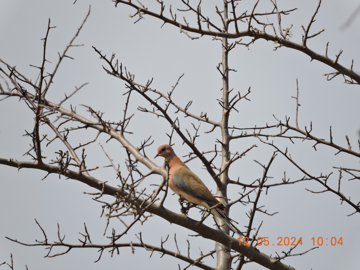 Laughing Dove - ML619431963