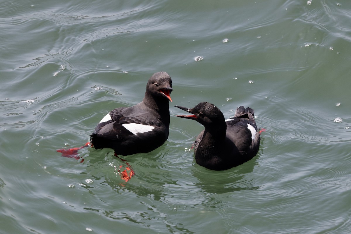 Pigeon Guillemot - Alice Church