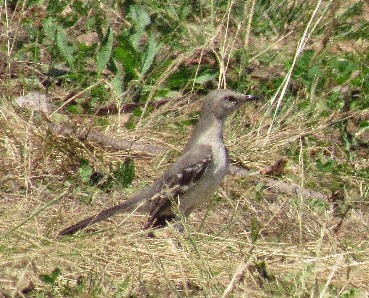 Northern Mockingbird - Mike Champine