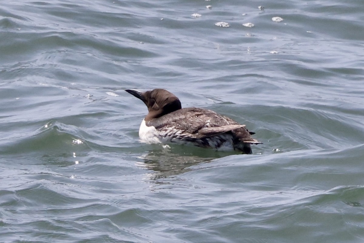 Common Murre - Alice Church