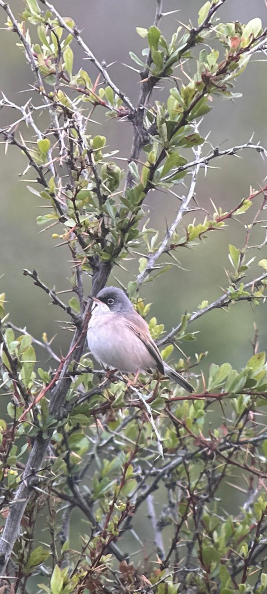 Spectacled Warbler - ML619431970