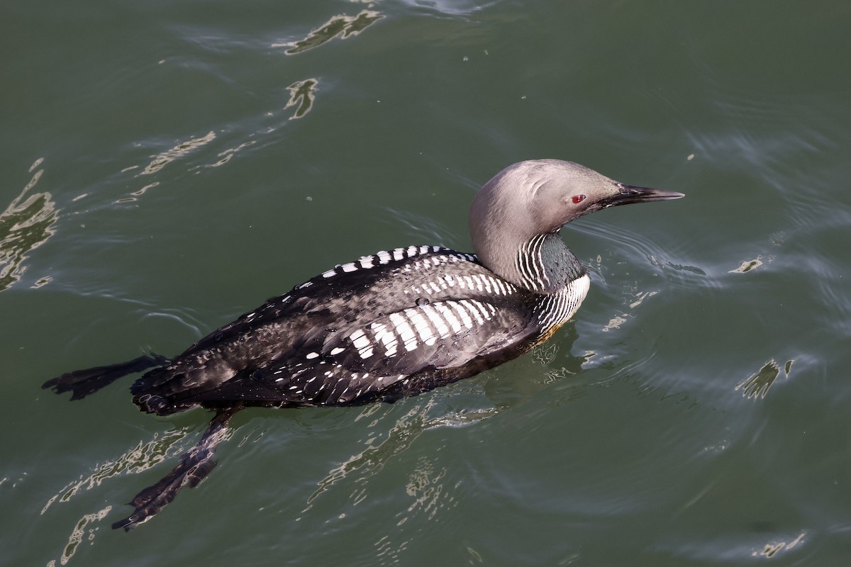 Pacific Loon - Alice Church