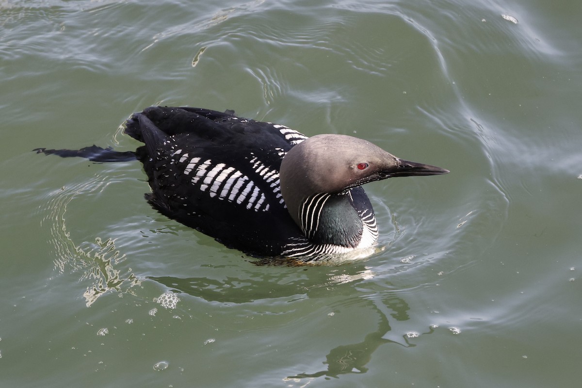 Pacific Loon - Alice Church