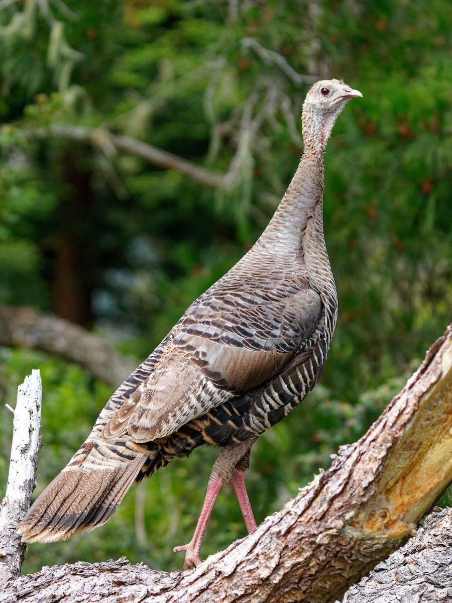 Wild Turkey - Zhennong Li