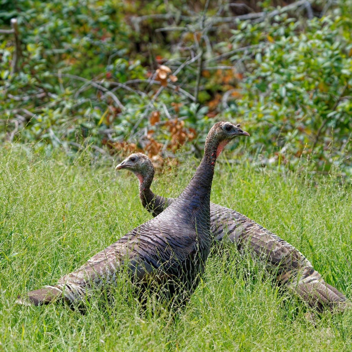 Wild Turkey - Zhennong Li