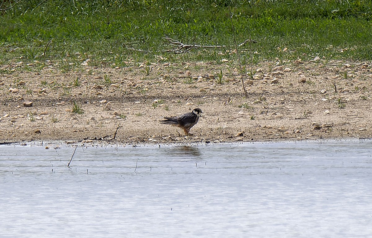 Eurasian Hobby - ML619431991