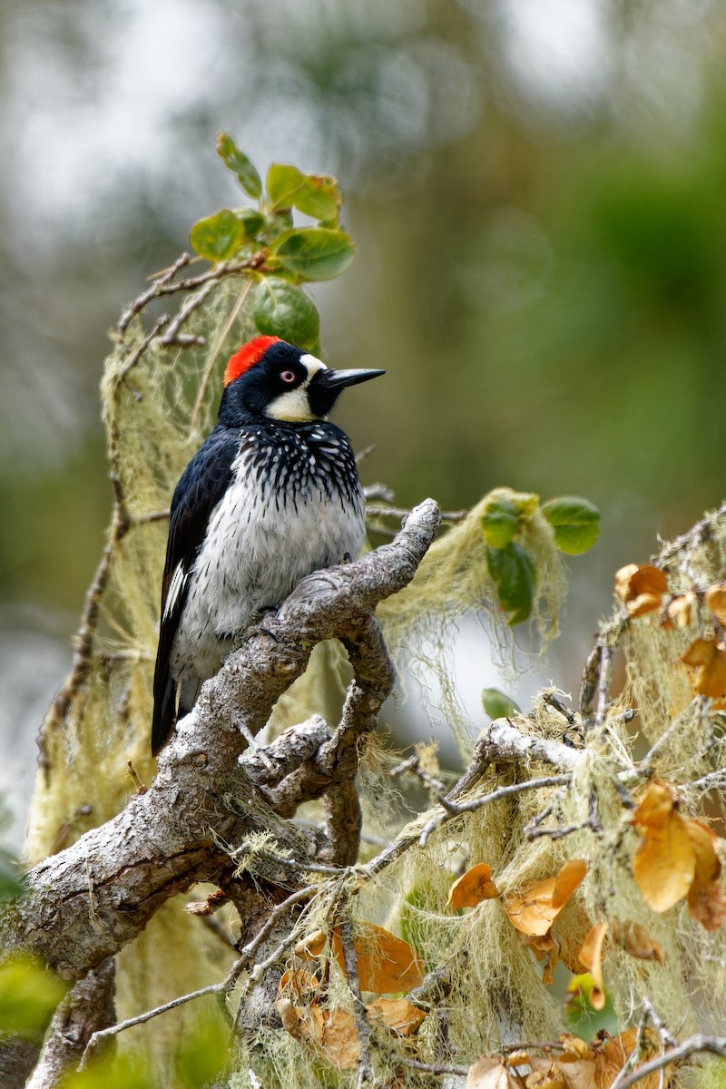 Acorn Woodpecker - Zhennong Li