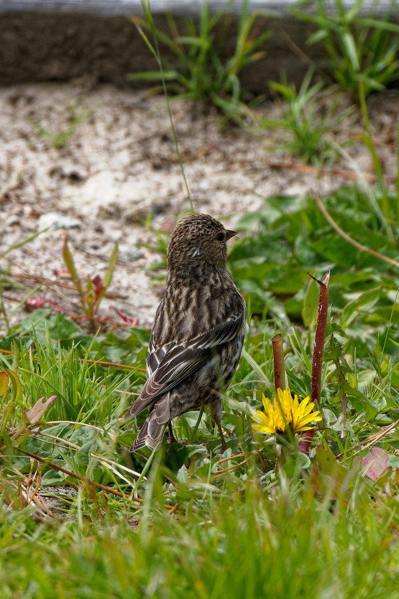 Pine Siskin - Zhennong Li