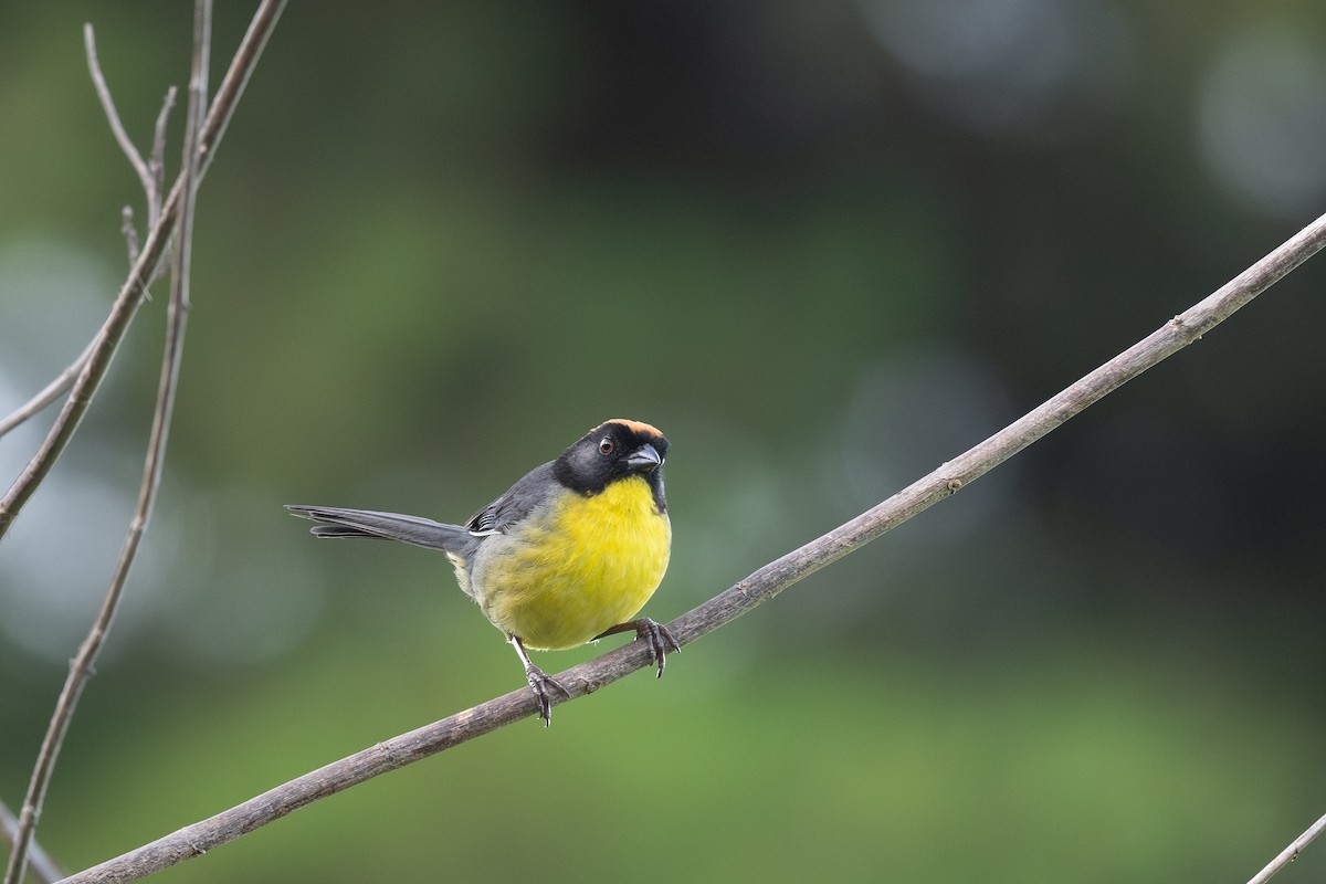 Yellow-breasted Brushfinch - Steve Heinl