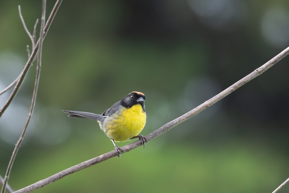 Yellow-breasted Brushfinch - ML619432002