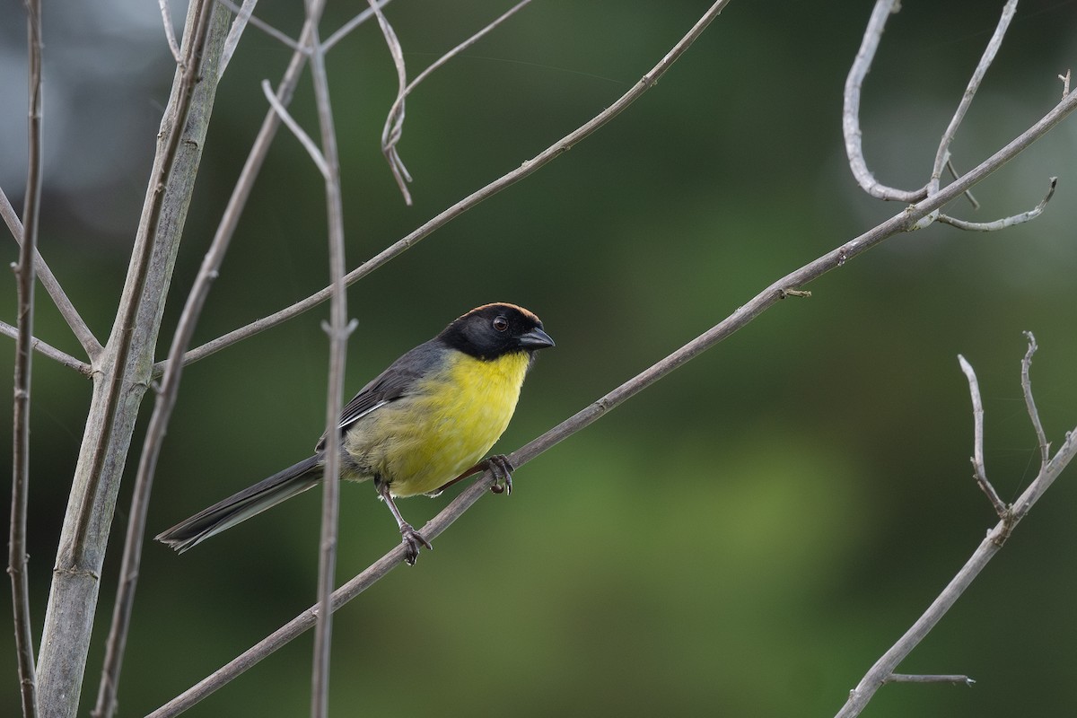 Yellow-breasted Brushfinch - Steve Heinl