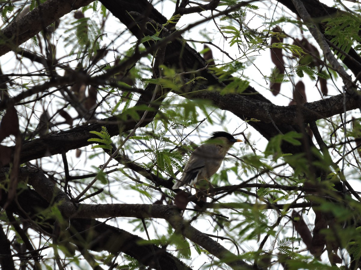 Brahminy Starling - Suzhal Arivom (Group Account)