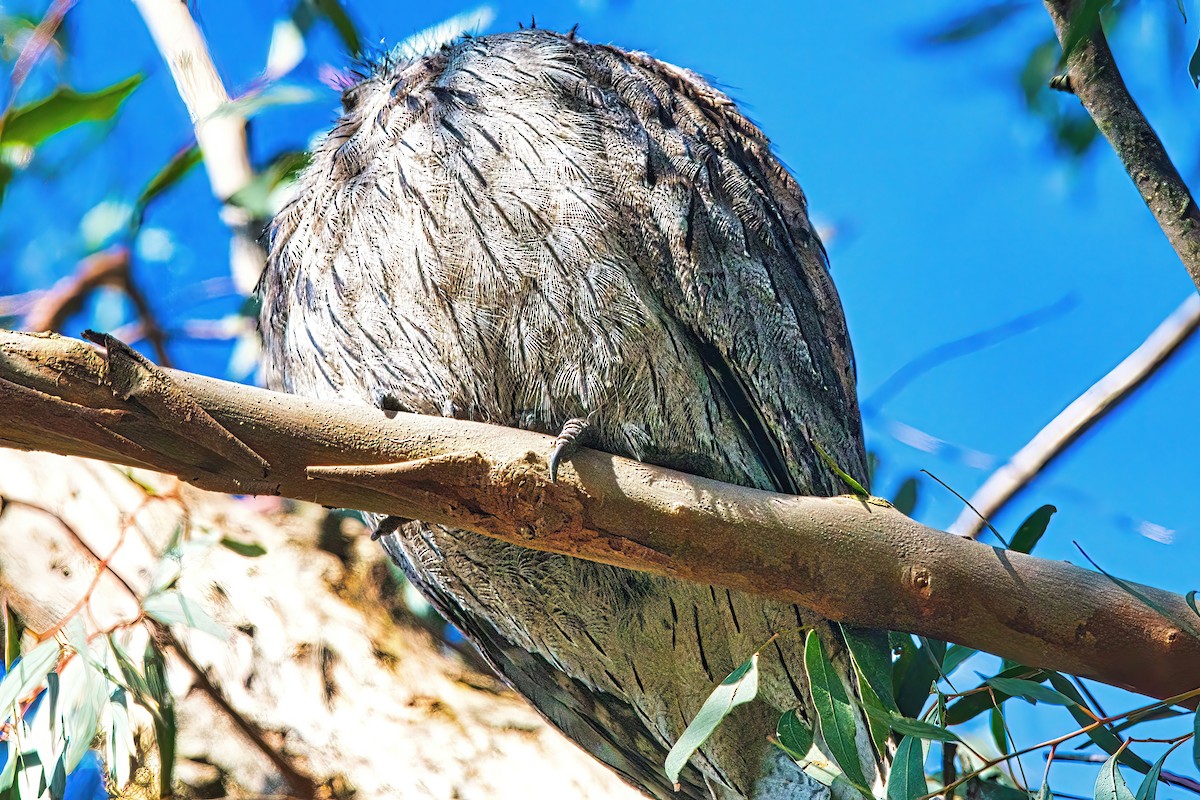 Tawny Frogmouth - Alfons  Lawen