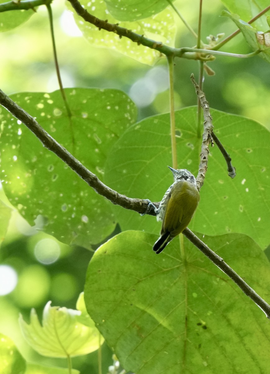 Speckled Piculet - ML619432014