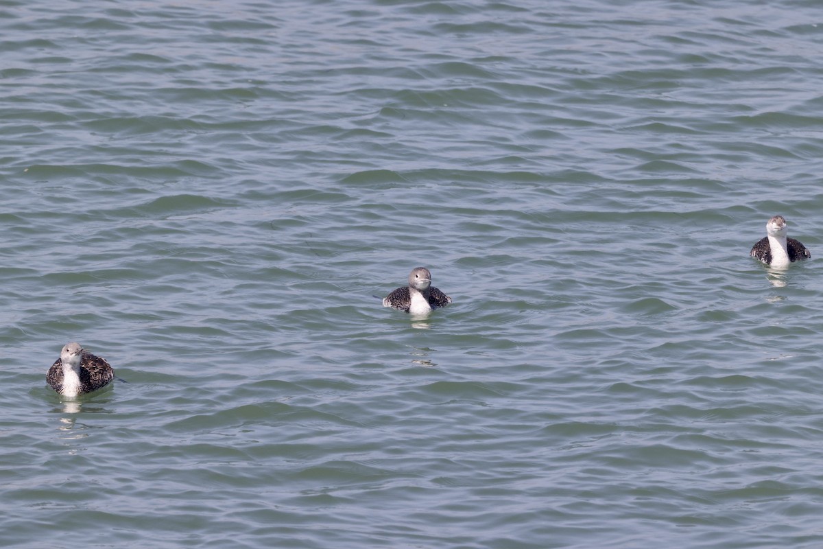 Red-throated Loon - Alice Church