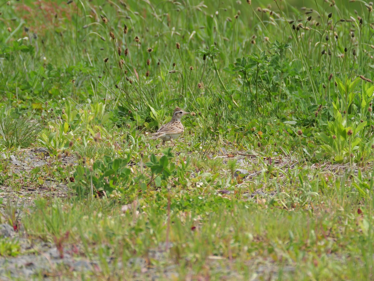 Eurasian Skylark - としふみ しみず