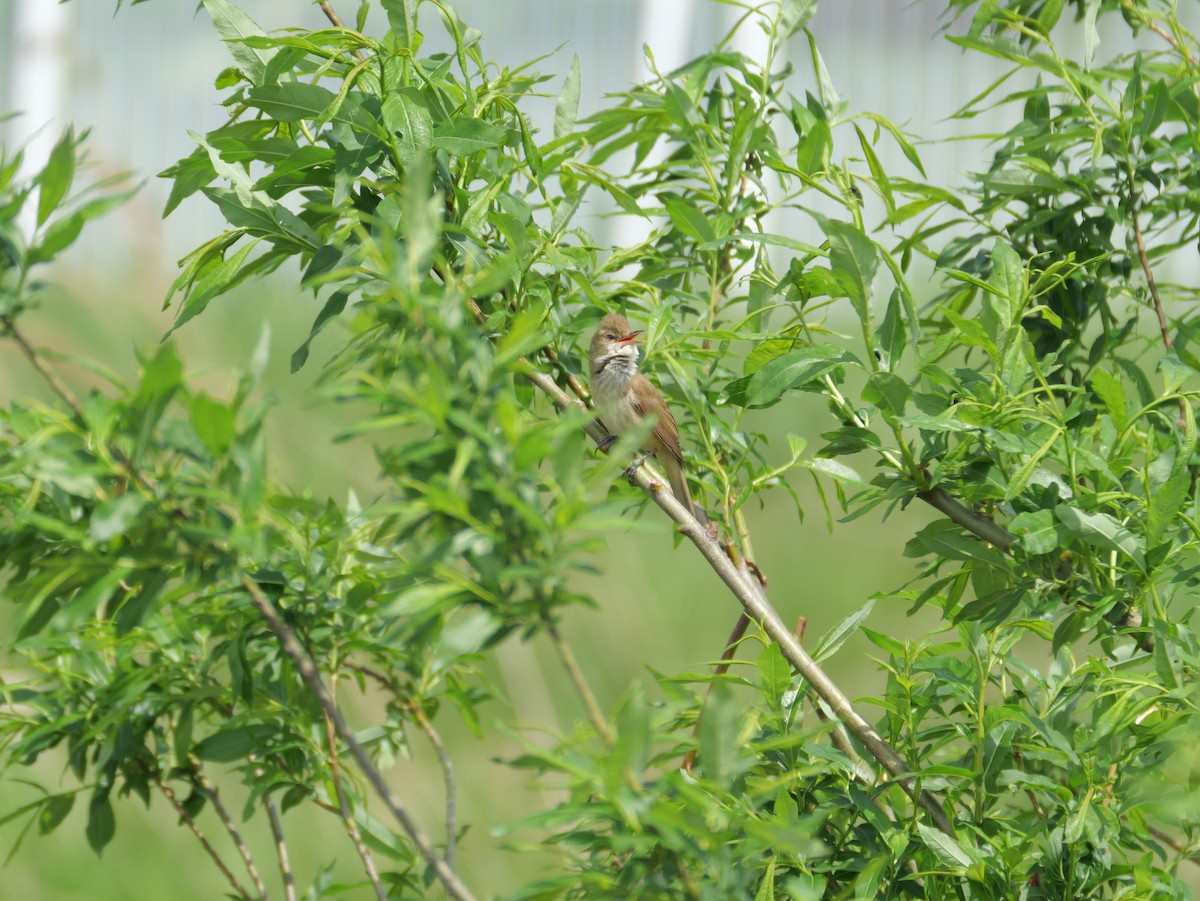 Oriental Reed Warbler - としふみ しみず