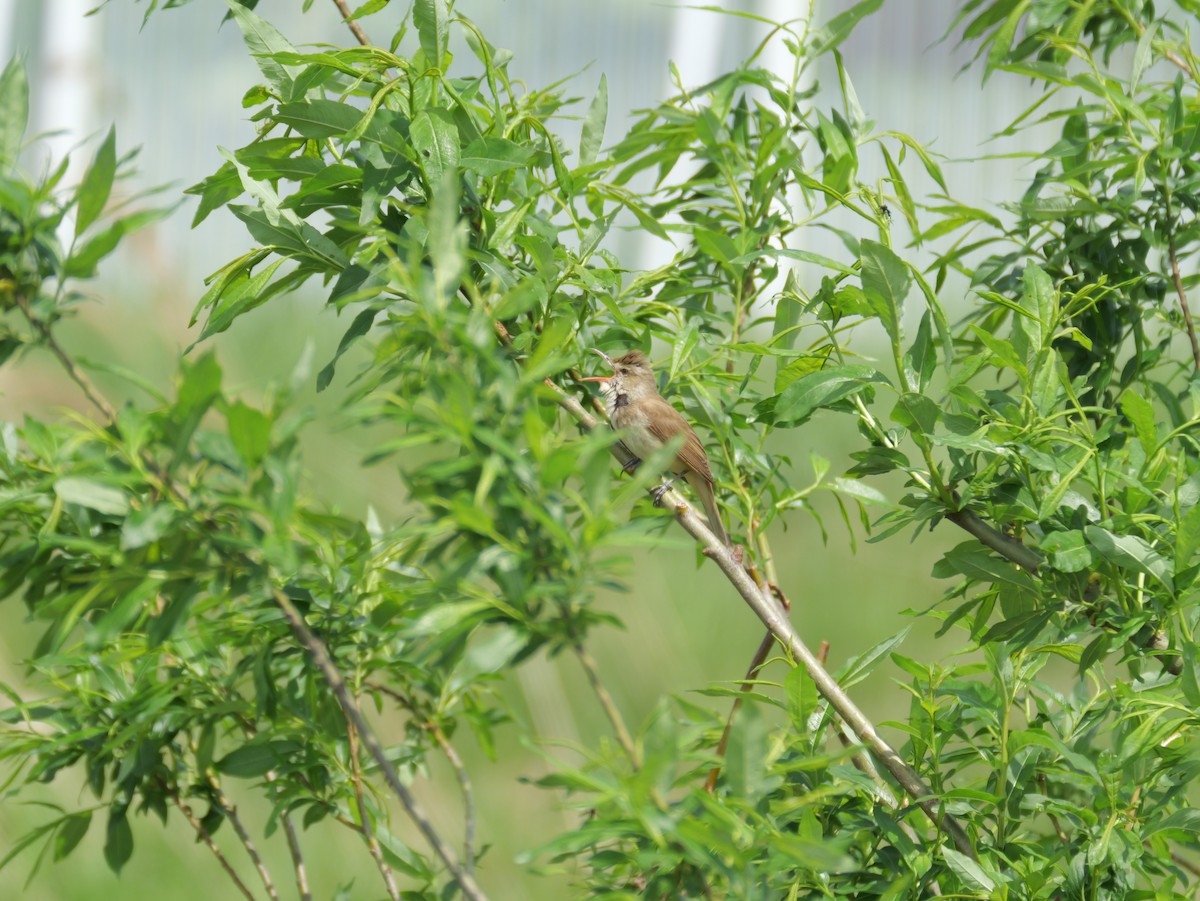 Oriental Reed Warbler - としふみ しみず