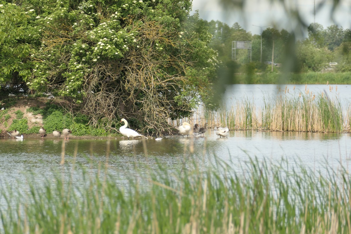 Mute Swan - Krzysztof Dudzik-Górnicki