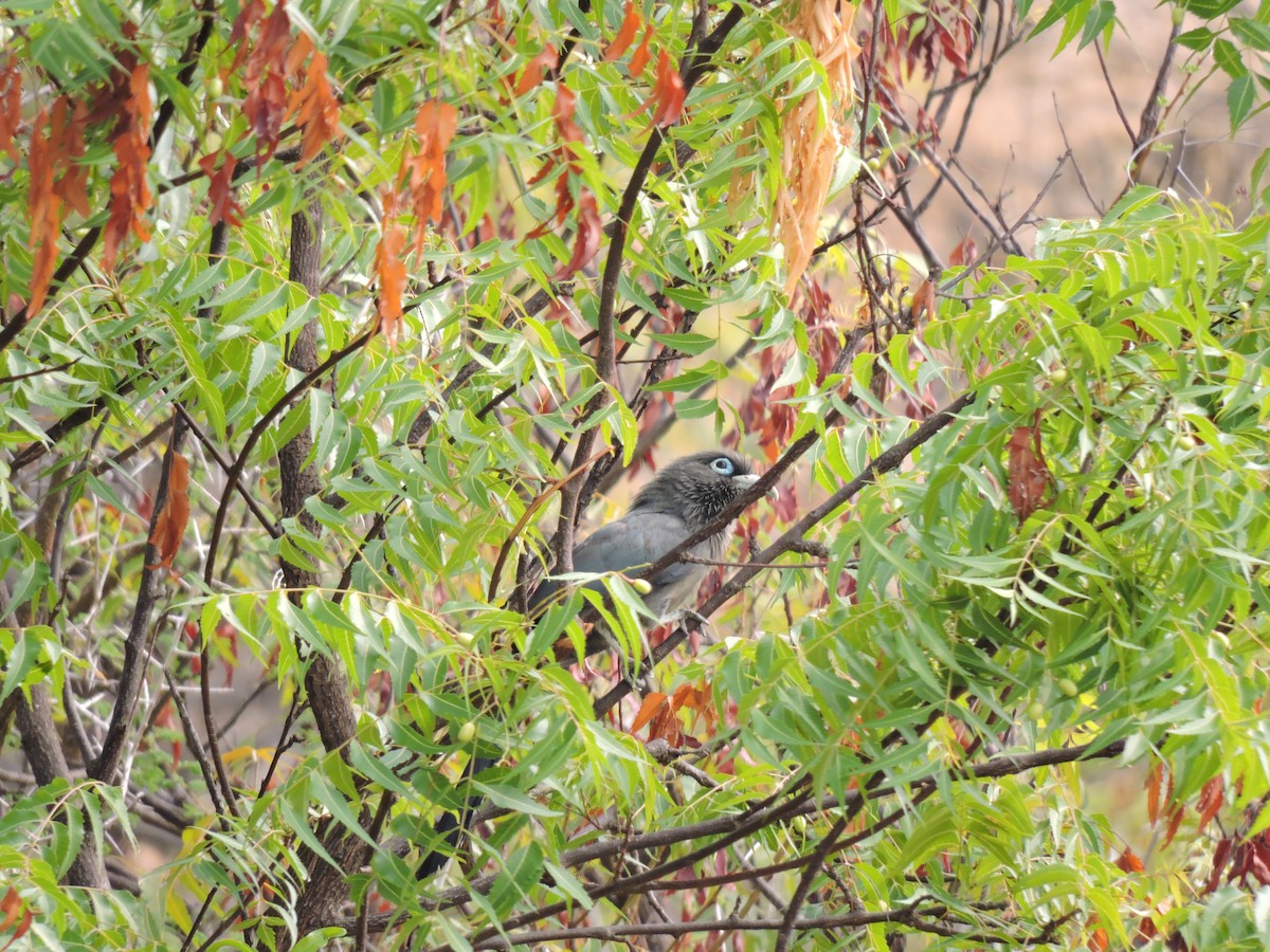 Blue-faced Malkoha - ML619432033