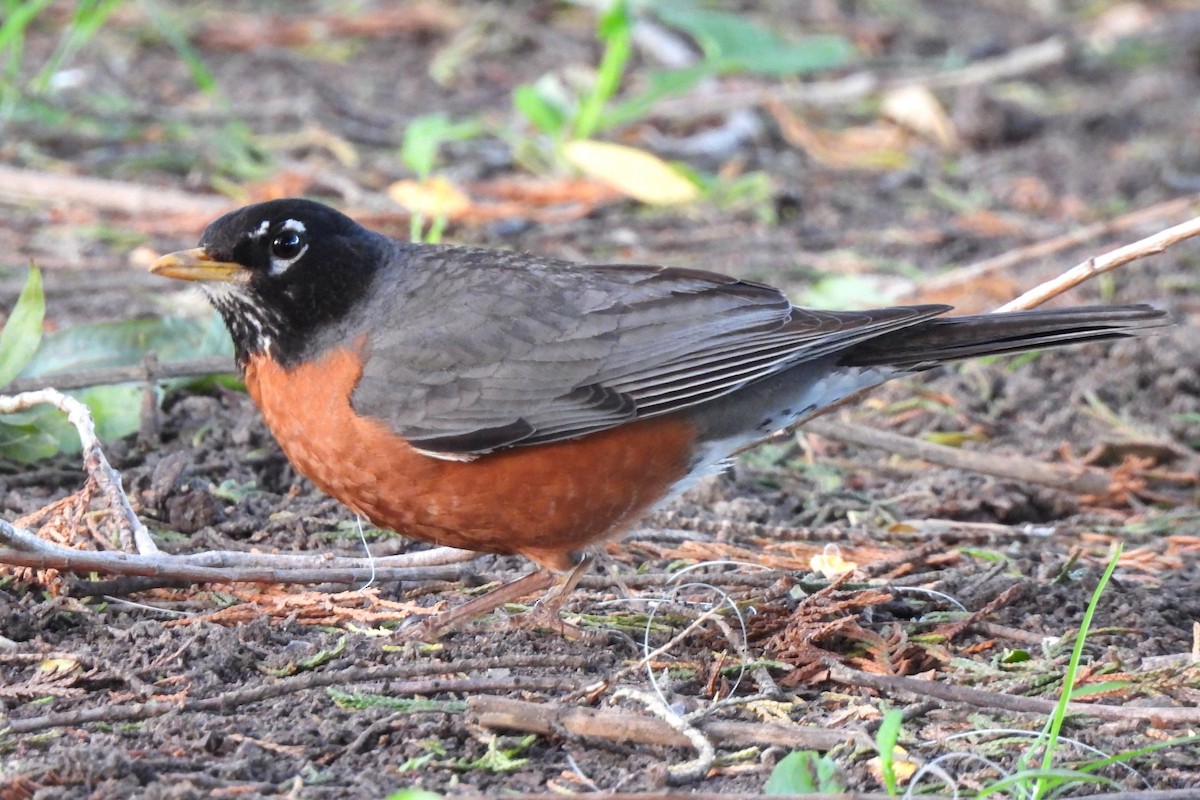 American Robin - ML619432036