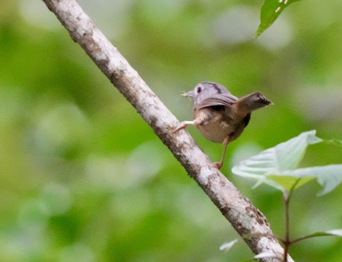 Yunnan Fulvetta - Xiaohui Restall