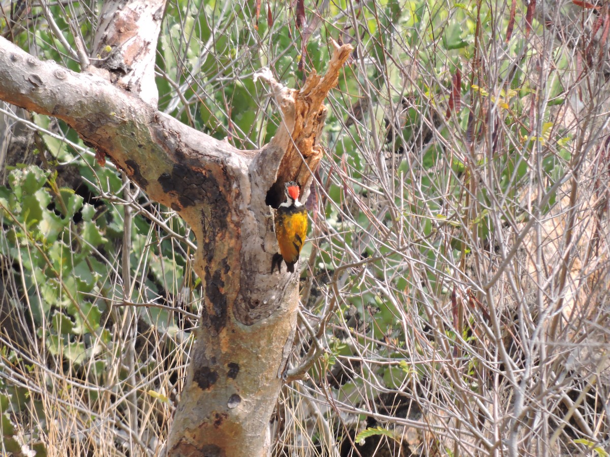 Black-rumped Flameback - Suzhal Arivom (Group Account)