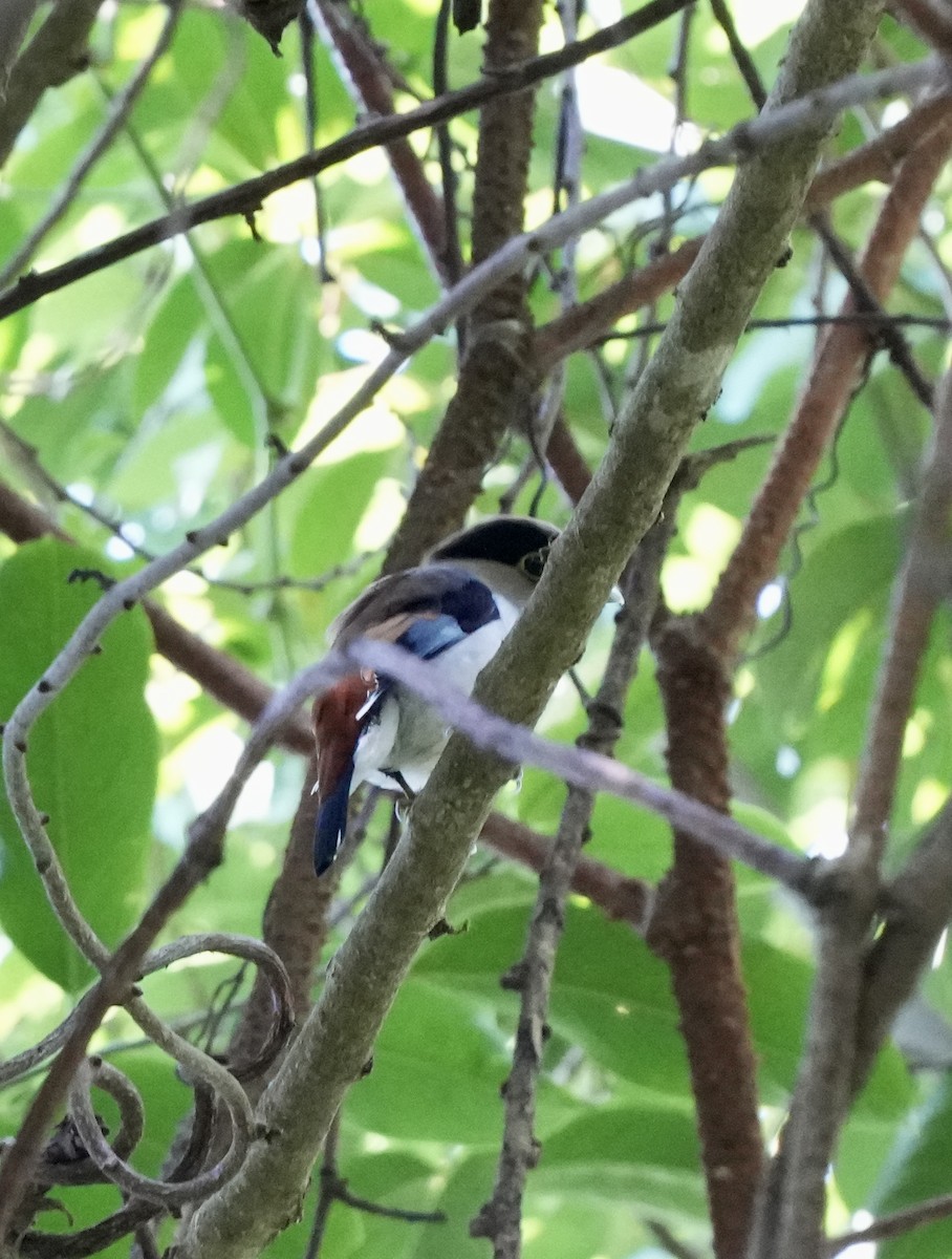 Silver-breasted Broadbill - Xiaohui Restall