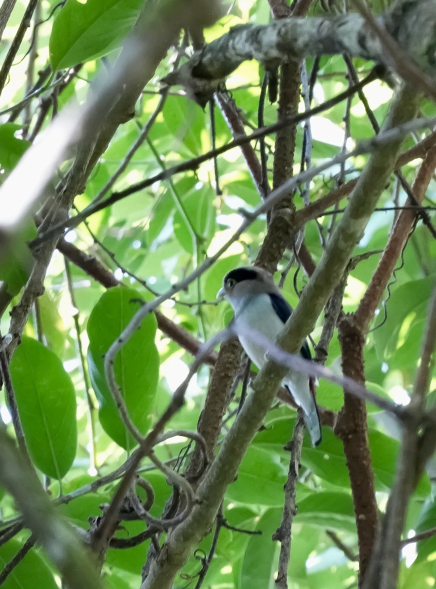 Silver-breasted Broadbill - Xiaohui Restall