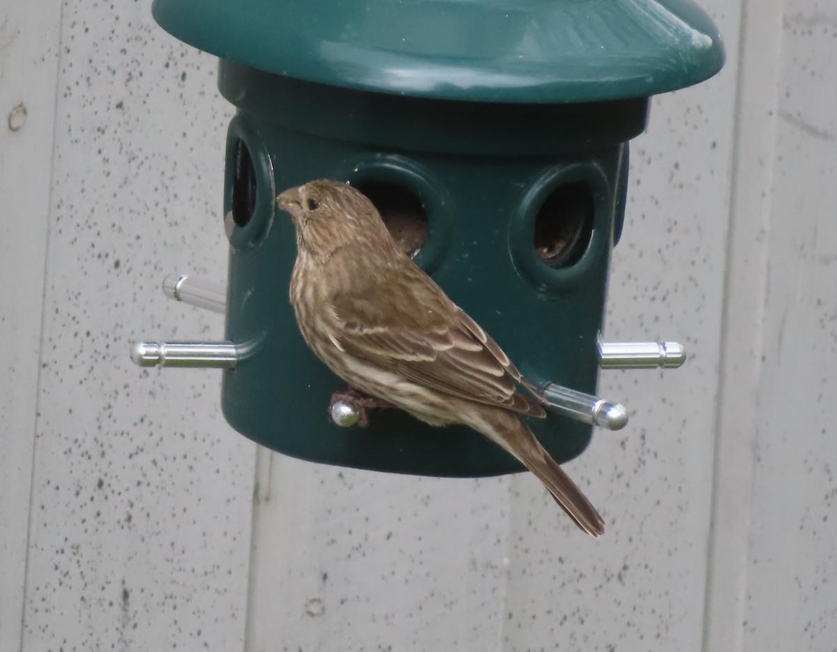 House Finch - Violet Kosack