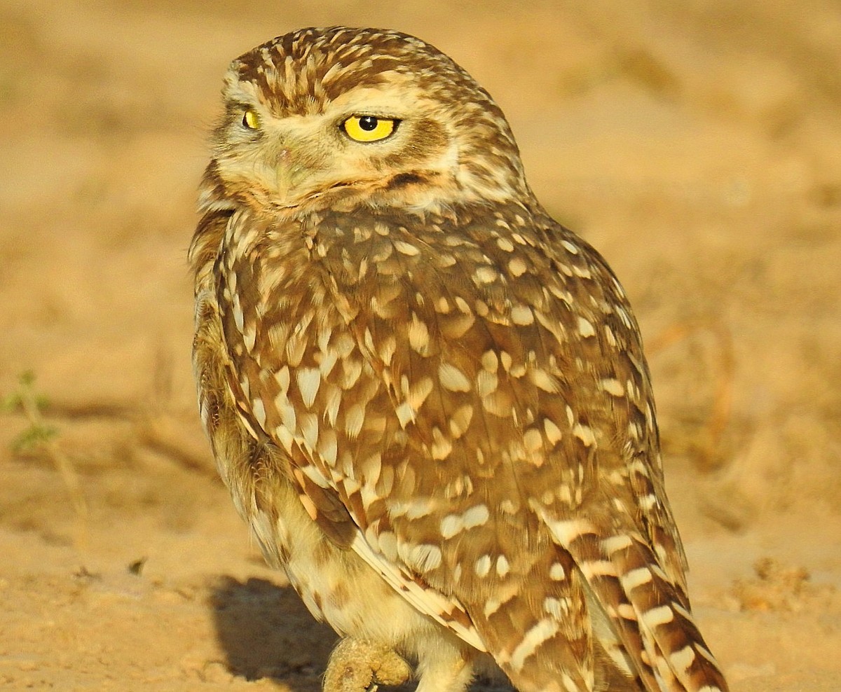 Burrowing Owl - Daniel Lescano