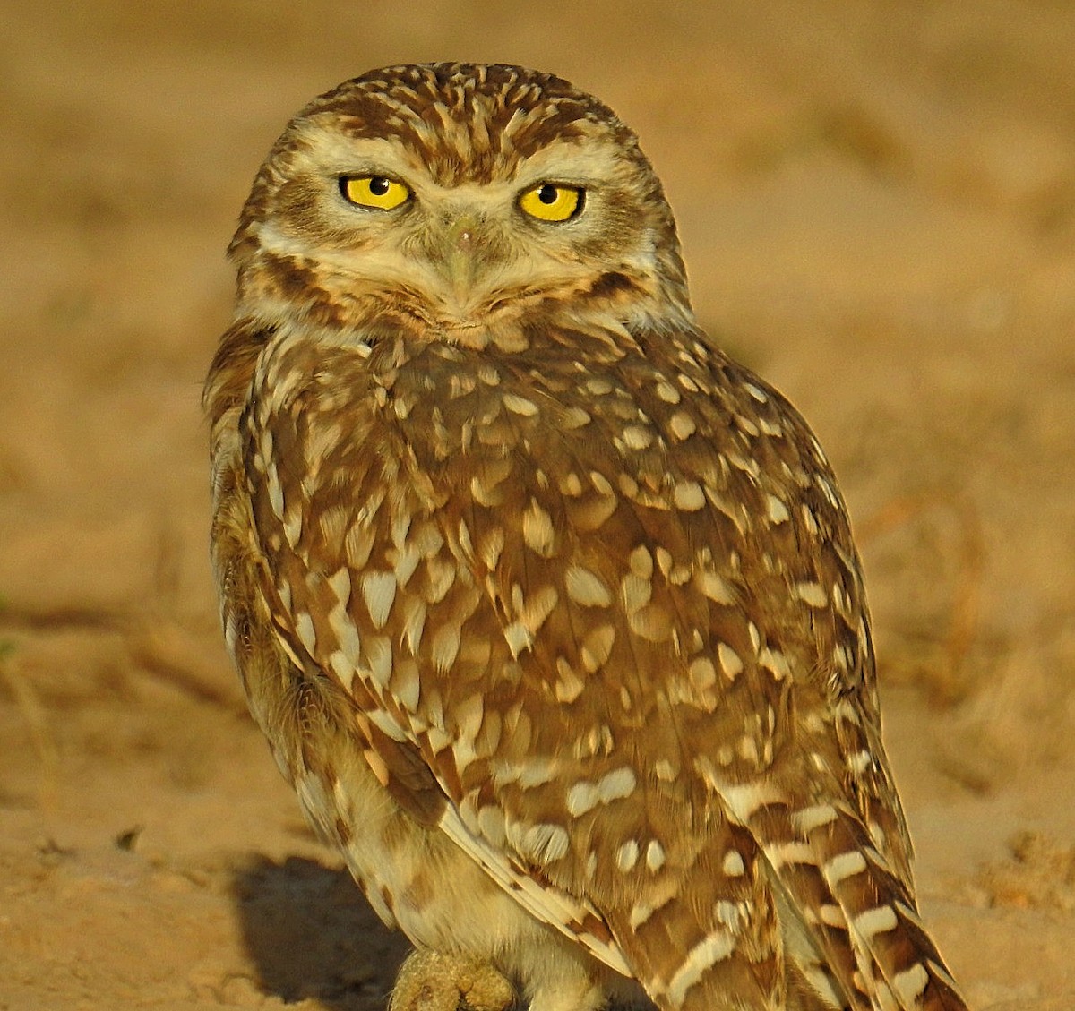 Burrowing Owl - Daniel Lescano