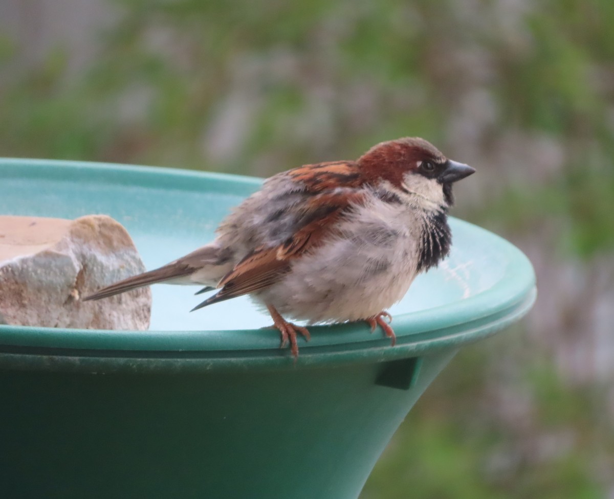 House Sparrow - Violet Kosack