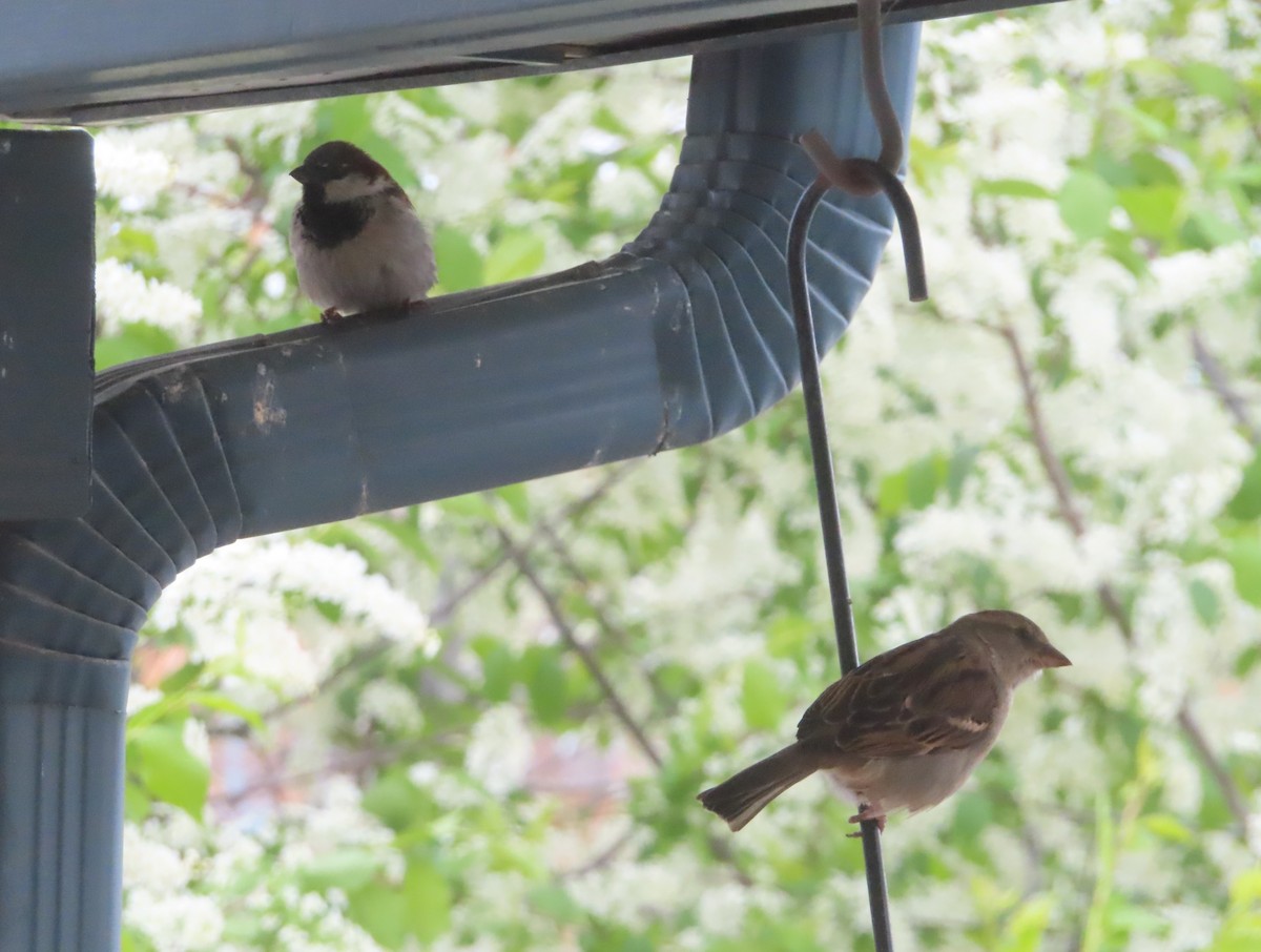 House Sparrow - Violet Kosack