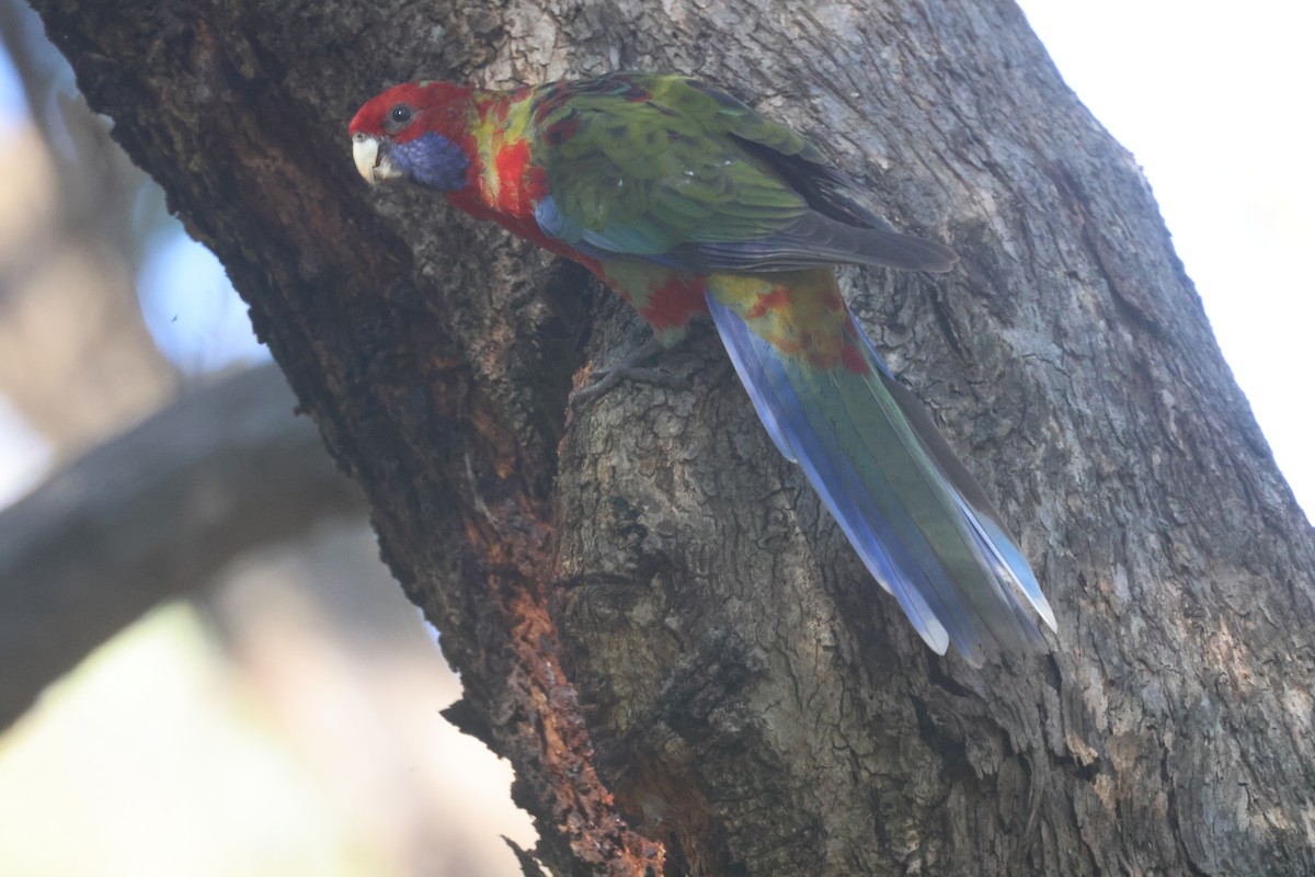 Crimson Rosella - GEOFFREY SHINKFIELD