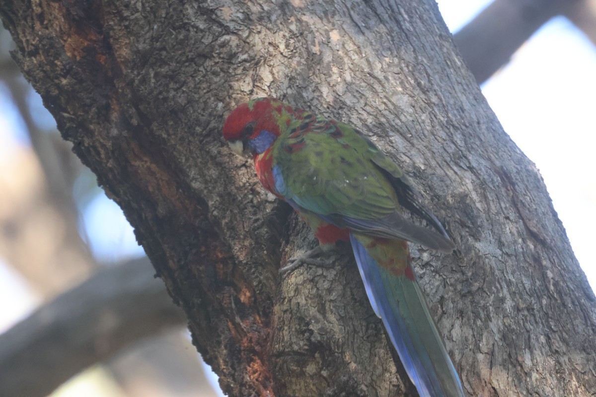 Crimson Rosella - GEOFFREY SHINKFIELD