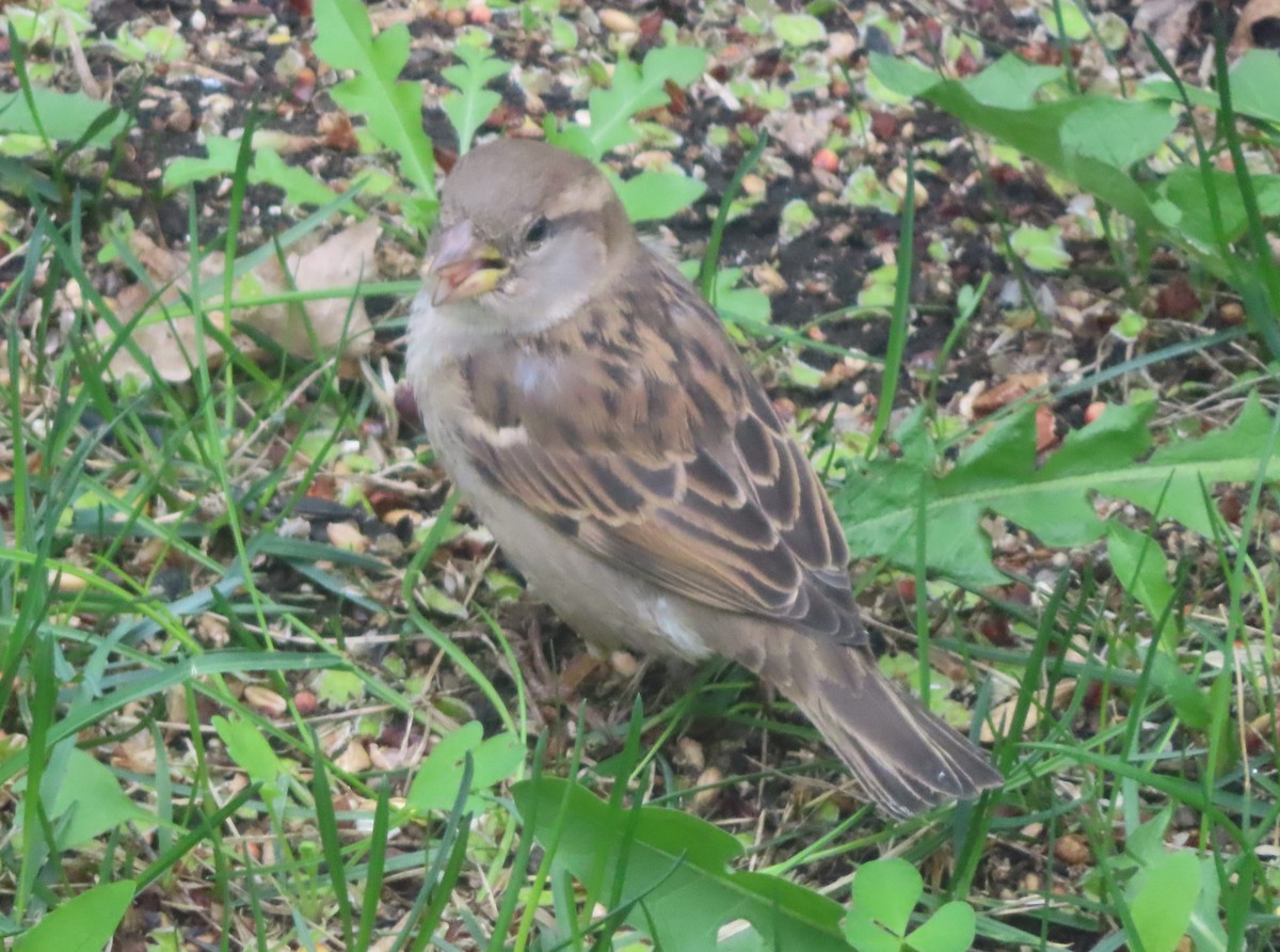 House Sparrow - Violet Kosack