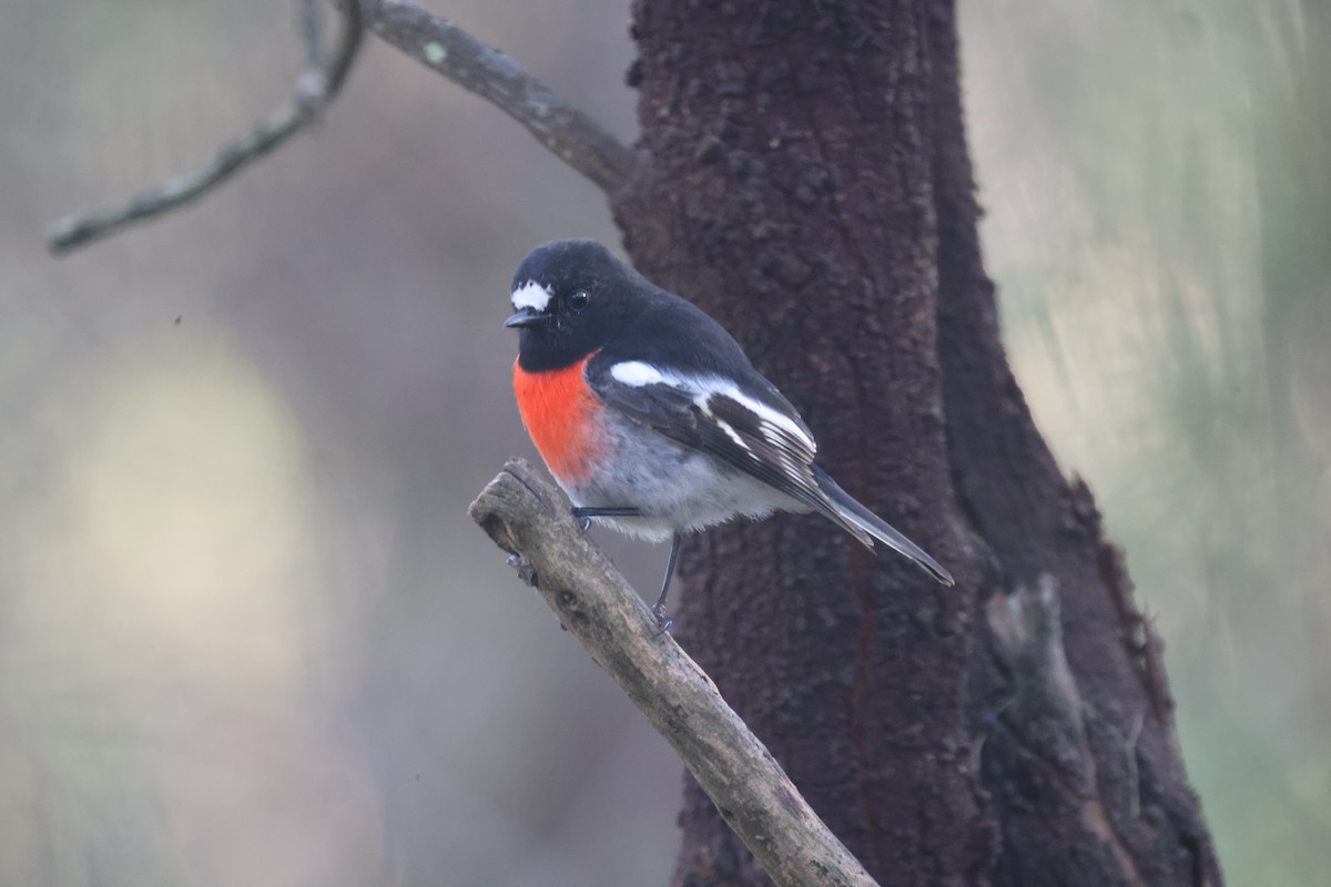 Scarlet Robin - GEOFFREY SHINKFIELD