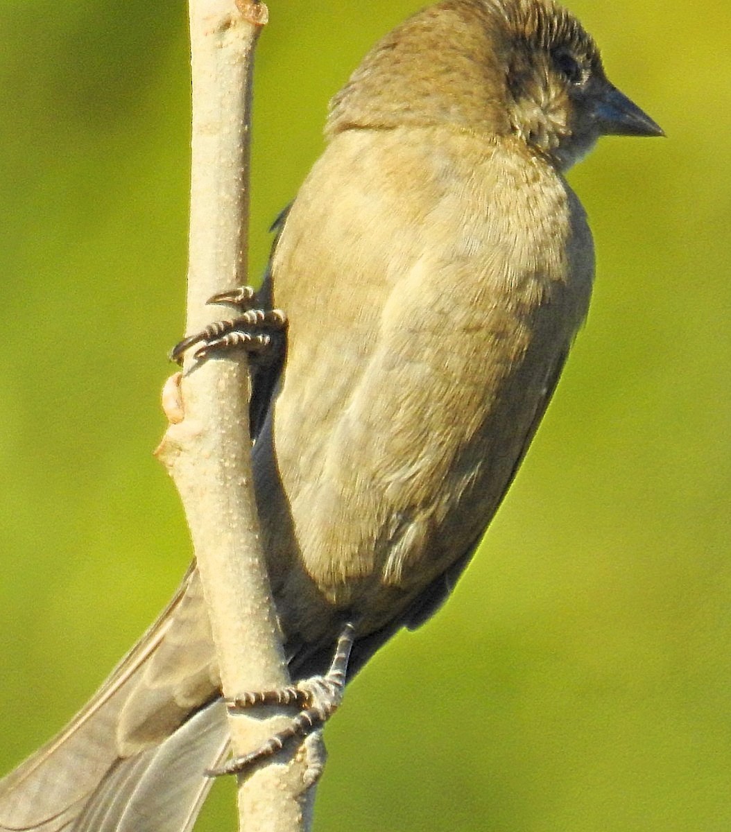 Shiny Cowbird - Daniel Lescano