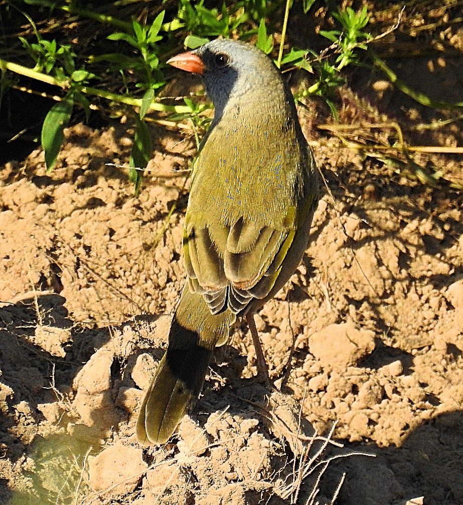 Great Pampa-Finch - Daniel Lescano