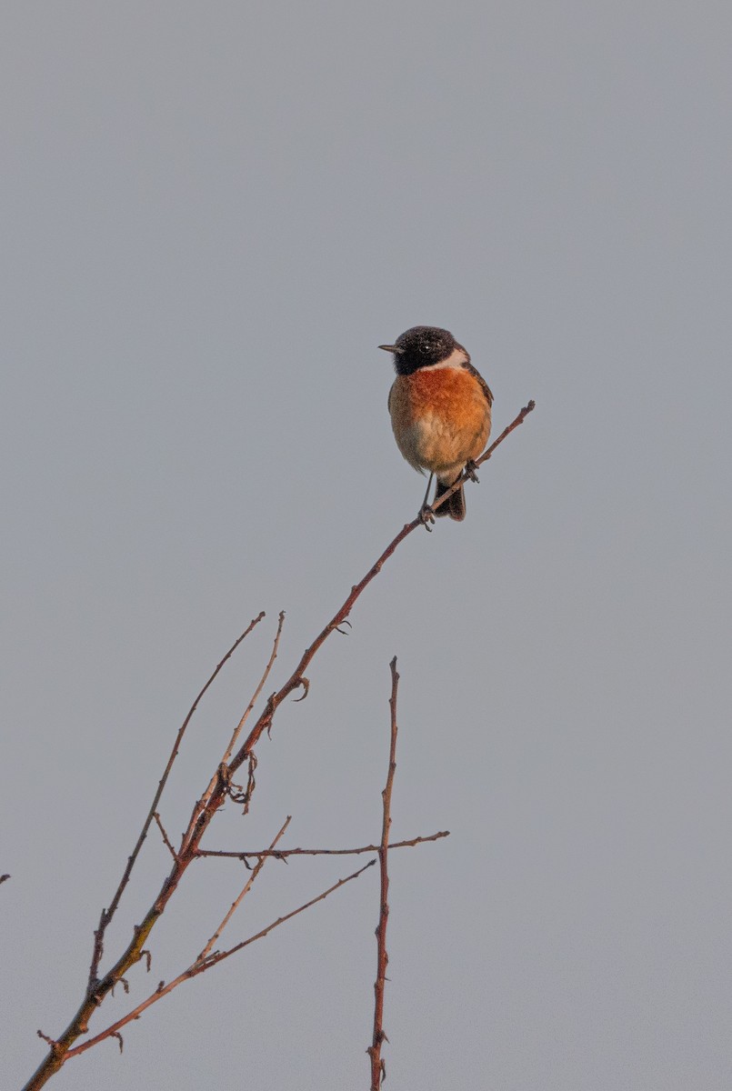 דוחל שחור-גרון - ML619432124