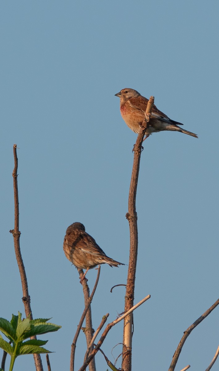 Eurasian Linnet - ML619432126