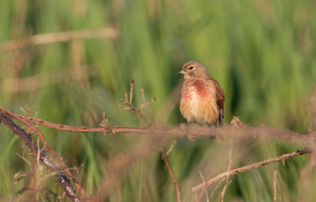 תפוחית מצויה - ML619432127