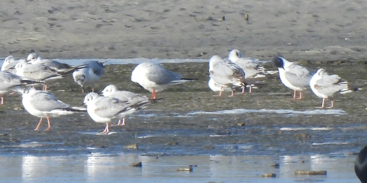 Bonaparte's Gull - Michael I Christie