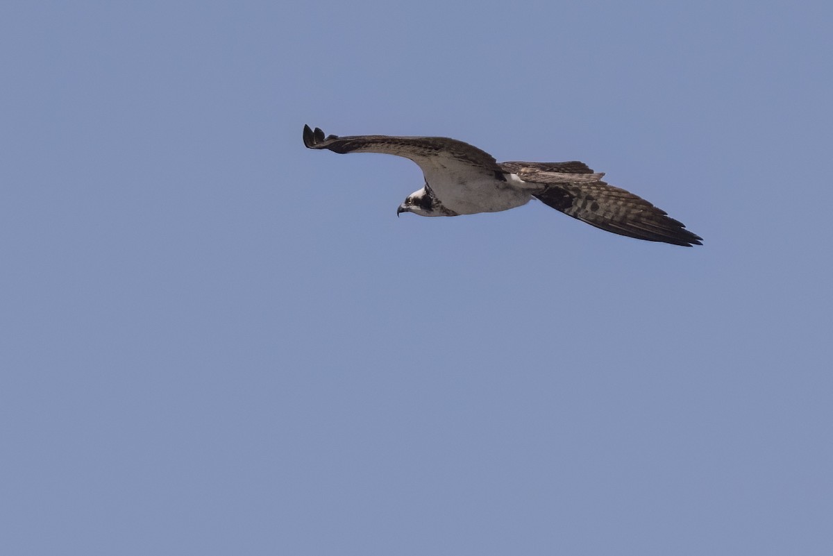 Osprey - Robert Lockett